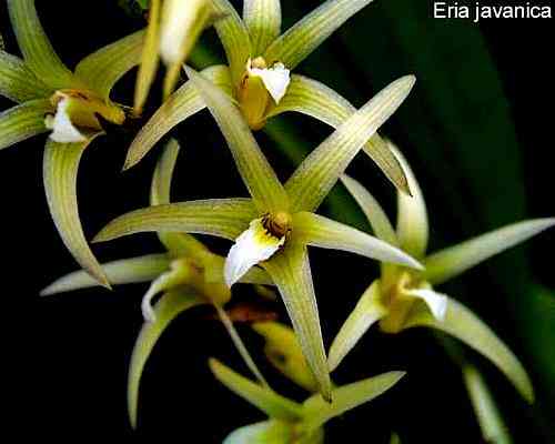 Eria javanica